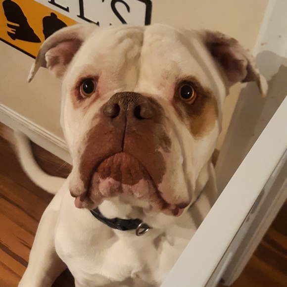 Share Show Live Listing 🎱 Add 2 to The Blue 🎱🎱🎱🎱🎱 - Picture 3 of 12